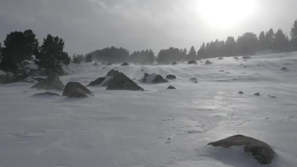 Падающий снег в зимнем парке — стоковое видео