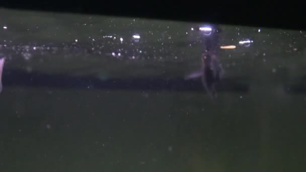 Exotische Fische im Unterwasseraquarium — Stockvideo