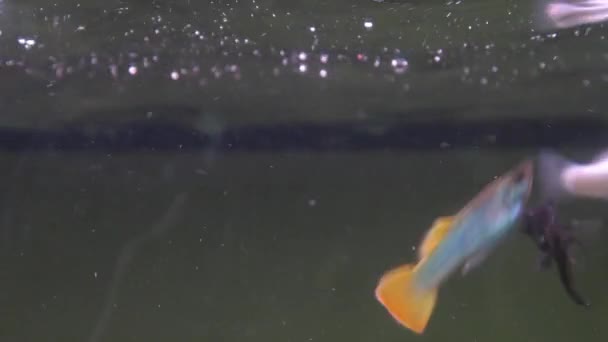 外来鱼在水下水族馆 — 图库视频影像