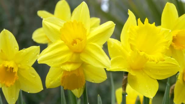 fleurs de jonquille en fleurs 