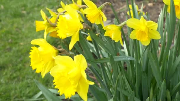 Blooming daffodil flowers — Stock Video