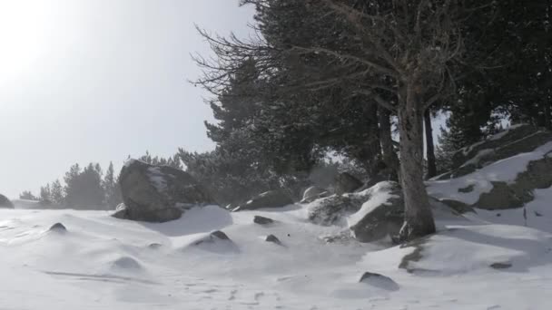 Nieve cayendo en un parque de invierno — Vídeos de Stock