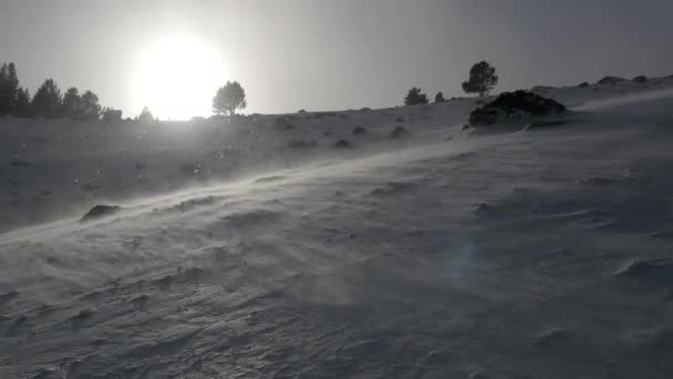 Fallende snø i en vinterpark – stockvideo