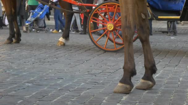 Carruaje de caballos en Roma, Italia — Vídeos de Stock