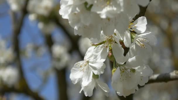 Arbre de fleur de cerisier — Video