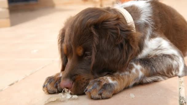 Cão comendo osso — Vídeo de Stock