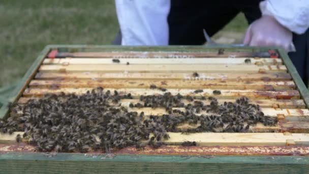 Abejas en colmena con apicultor — Vídeo de stock