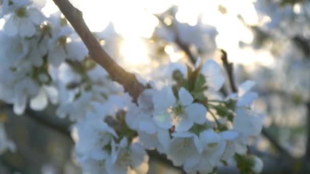 Árvore de flor de cereja — Vídeo de Stock