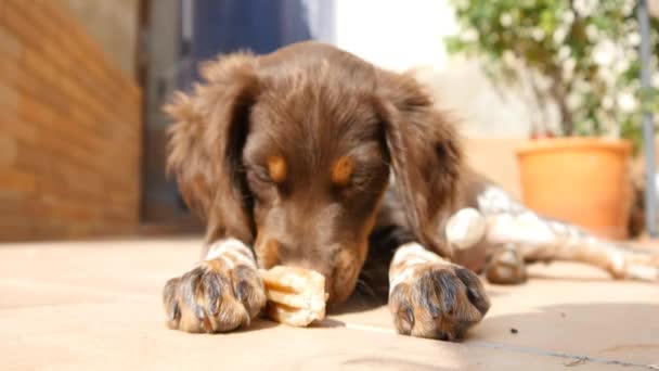 Dog eating bone — Stock Video