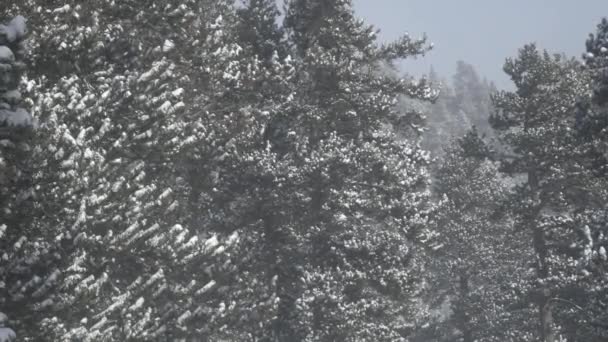 冬の公園で雪が降る — ストック動画