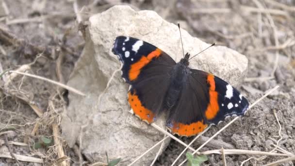 Mariposa sentada sobre piedra — Vídeos de Stock