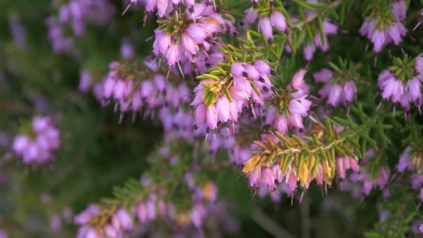 紫花が咲く — ストック動画