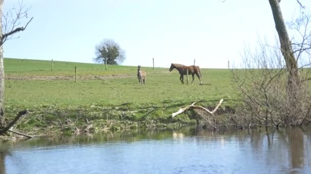 Rivierafdaling op boot over kalm water — Stockvideo