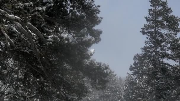 Fallande snö i en Winter Park — Stockvideo