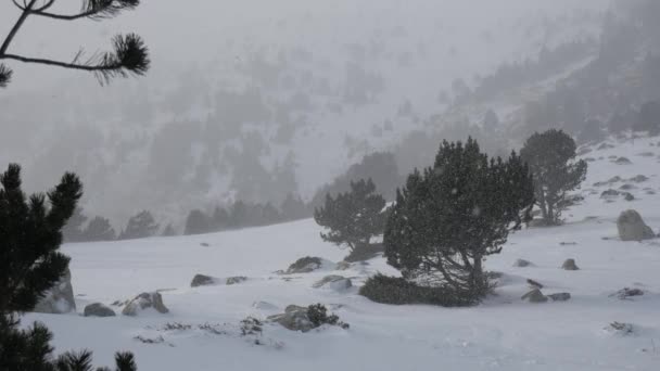 Padający śnieg w Winter Park — Wideo stockowe