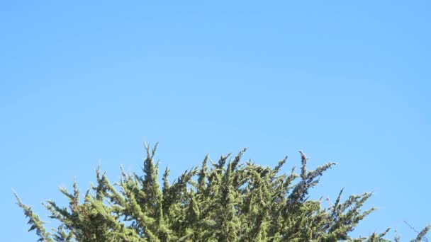 branches d'arbres d'hiver 