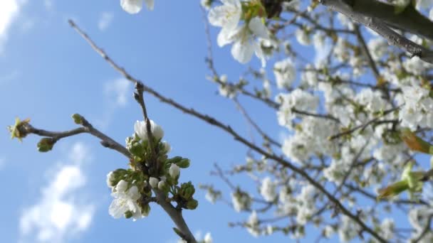 Albero dei fiori di ciliegio — Video Stock