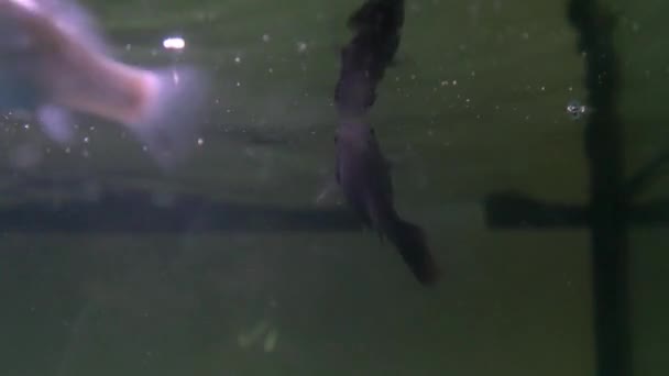 Poissons exotiques dans l'aquarium sous-marin — Video