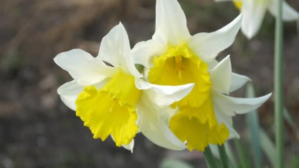 Flores florecientes de narciso — Vídeos de Stock