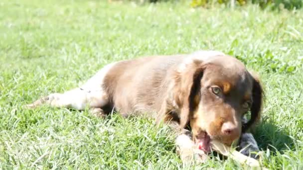 Perro comiendo hueso — Vídeo de stock