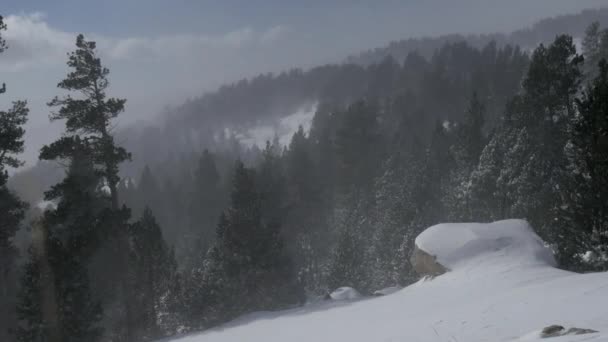 Chute de neige dans un parc d'hiver — Video