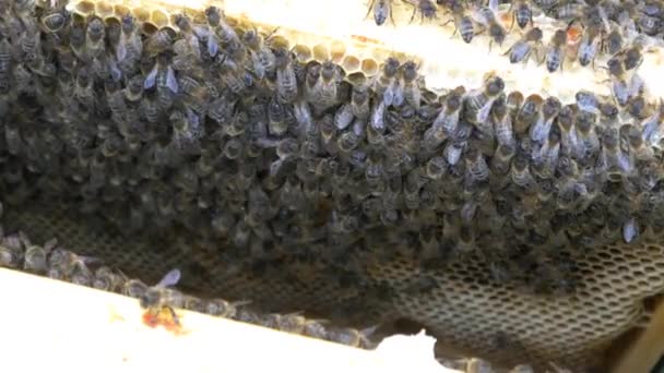 Arılar bal yapan arı kovanı üzerinde — Stok video