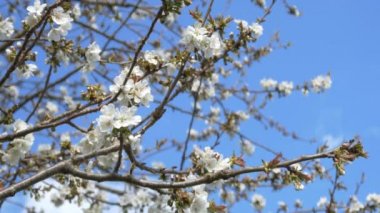 kiraz çiçeği ağacı