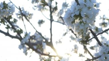 kiraz çiçeği ağacı