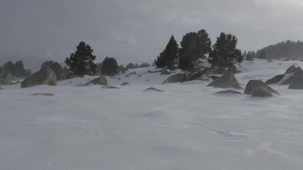 Chute de neige dans un parc d'hiver — Video