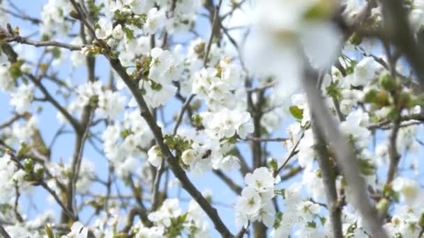 Árbol de flor de cerezo — Vídeo de stock