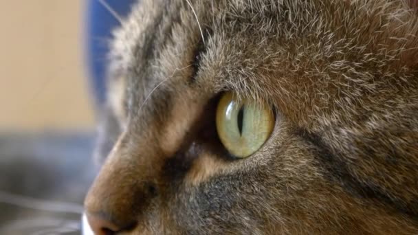 Boule oeil de chat — Video