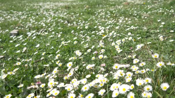 Feld voller weißer Blumen — Stockvideo