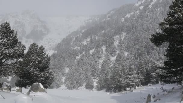 Caduta della neve in un parco invernale — Video Stock