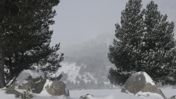 Bir kış parkta yağan kar — Stok video