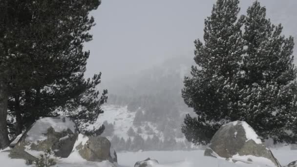 Nieve cayendo en un parque de invierno — Vídeos de Stock