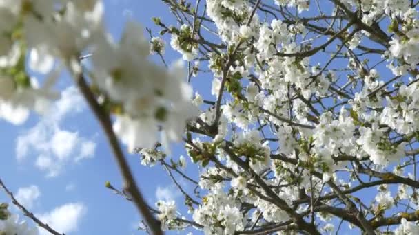 Albero dei fiori di ciliegio — Video Stock