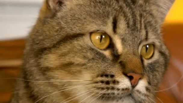 Arrabbiato cercando gatto — Video Stock