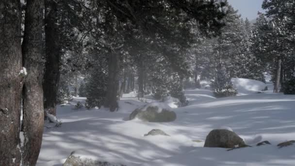 Caduta della neve in un parco invernale — Video Stock