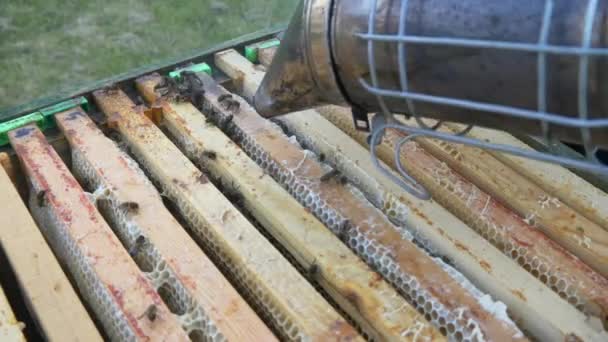 Abeilles dans une ruche avec apiculteur — Video