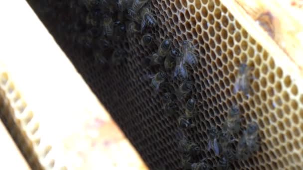 Abejas en la colmena haciendo miel — Vídeos de Stock