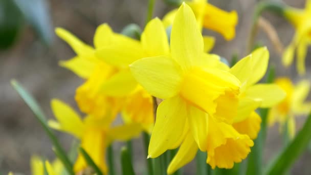 Flores de narciso florescendo — Vídeo de Stock