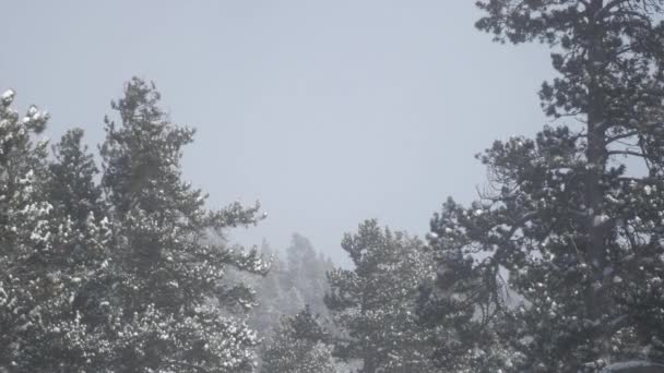 Queda de neve em um parque de inverno — Vídeo de Stock