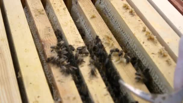 Μέλισσες σε κυψέλη με μελισσοκόμος — Αρχείο Βίντεο