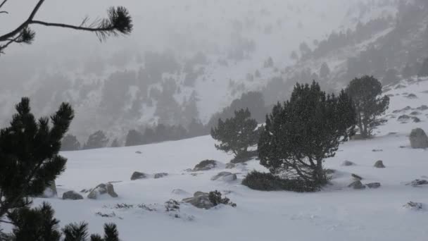 Nieve cayendo en un parque de invierno — Vídeos de Stock