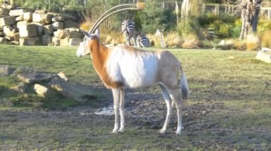 Hayvanat Bahçesi hayvan antilop