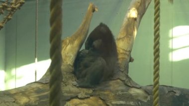 maymun, maymun hayvan Hayvanat Bahçesi