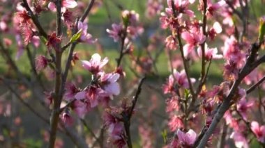 Pembe kiraz çiçeği.