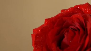 Güzel kırmızı gül çiçeği