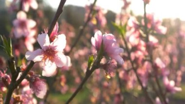 Pembe kiraz çiçeği.