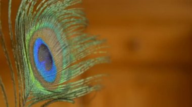 Tavus kuşu tüyü yakın çekim